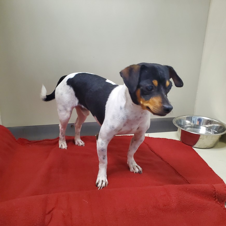 Shelter Stray Male Dog last seen Near BLOCK S SENECA ST, WICHITA KS 67217, 3303 N Hillside St, Wichita, KS 67219, USA