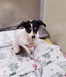 Shelter Stray Male Dog last seen Near BLOCK S SENECA ST, WICHITA KS 67217, 3303 N Hillside St, Wichita, KS 67219, USA
