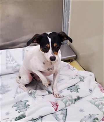 Shelter Stray Male Dog last seen Near BLOCK S SENECA ST, WICHITA KS 67217, 3303 N Hillside St, Wichita, KS 67219, USA