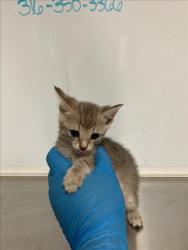 Shelter Stray Female Cat last seen Near BLOCK E FUNSTON ST, WICHITA KS 67207, 3303 N Hillside St, Wichita, KS 67219, USA