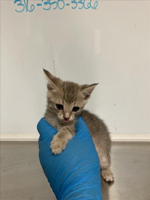 Shelter Stray Female Cat last seen Near BLOCK E FUNSTON ST, WICHITA KS 67207, 3303 N Hillside St, Wichita, KS 67219, USA