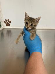 Shelter Stray Female Cat last seen Near BLOCK E FUNSTON ST, WICHITA KS 67207, 3303 N Hillside St, Wichita, KS 67219, USA