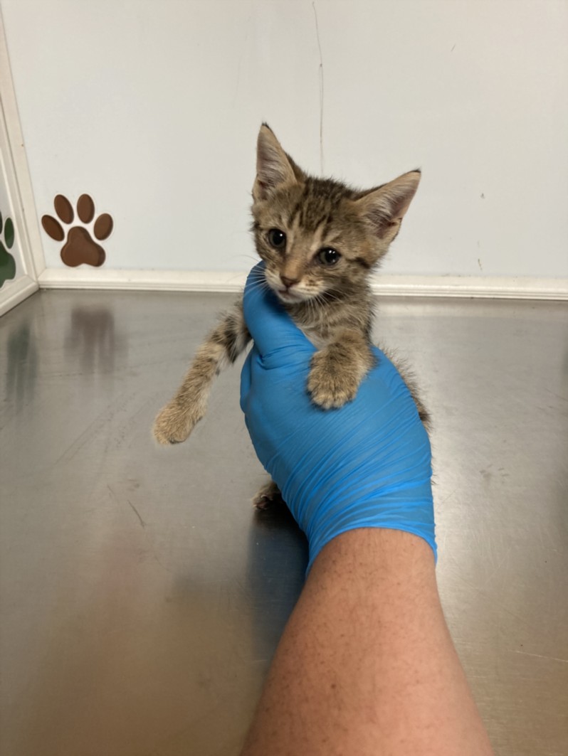 Shelter Stray Female Cat last seen Near BLOCK E FUNSTON ST, WICHITA KS 67207, 3303 N Hillside St, Wichita, KS 67219, USA