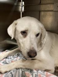 Shelter Stray Female Dog last seen Near BLOCK N HIGH ST, WICHITA KS 67204, 3303 N Hillside St, Wichita, KS 67219, USA