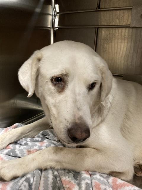 Shelter Stray Female Dog last seen Near BLOCK N HIGH ST, WICHITA KS 67204, 3303 N Hillside St, Wichita, KS 67219, USA
