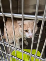 Shelter Stray Male Cat last seen BELLEFONTAINE RD, 10521 Baur Blvd, Olivette, MO 63132, USA