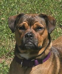 Reunited Female Dog last seen Highboro Drive, Rolling Acres, Langdon, Green Valley, MD 21771
