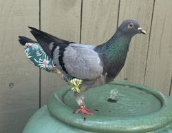 Lost Female Bird last seen On Stones Throw Rd in Houston, Houston, TX 77057