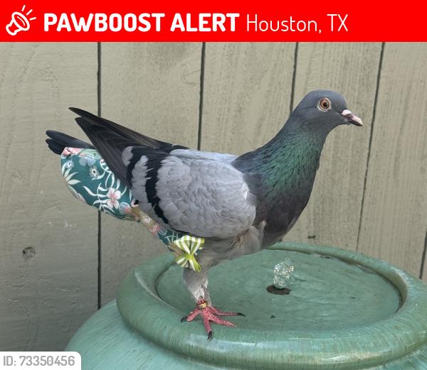Lost Female Bird last seen On Stones Throw Rd in Houston, Houston, TX 77057