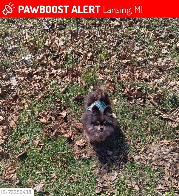Lost Female Dog last seen Wainwright and fielding, Lansing, MI 48911