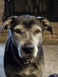 Reunited Male Dog last seen Highboro/RollingAcres/Langdon, Green Valley, MD 21771