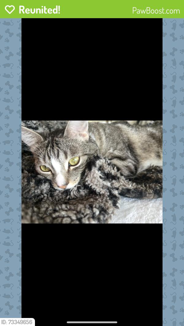 Reunited Male Cat last seen Near w berks st 19122, Philadelphia, PA 19122