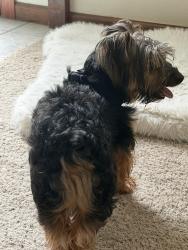 Reunited Male Dog last seen Roundhill, Virginia Beach, VA 22464