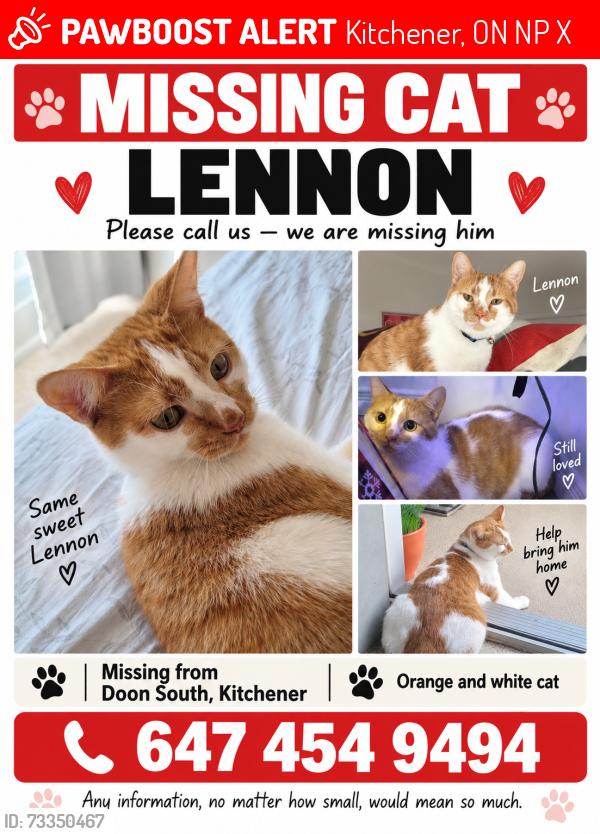 Lost Male Cat last seen Netherwood st, Kitchener, ON N2P 2X5