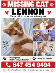 Lost Male Cat last seen Netherwood st, Kitchener, ON N2P 2X5