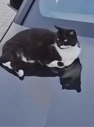 Lost Unknown Cat last seen SW 16th St & 99th CT, Westchester, FL 33165