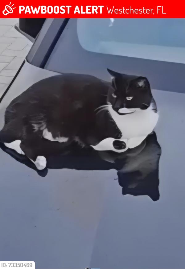 Lost Unknown Cat last seen SW 16th St & 99th CT, Westchester, FL 33165