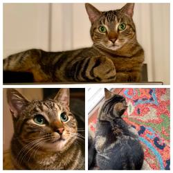 Lost Male Cat last seen Tankard Drive, Post Road, Beaufort County, NC 27808