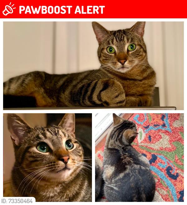 Lost Male Cat last seen Tankard Drive, Post Road, Beaufort County, NC 27808