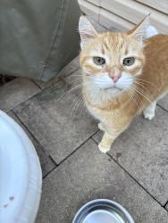 Found/Stray Unknown Cat last seen Pine tree, Upper Allen Township, PA 17055