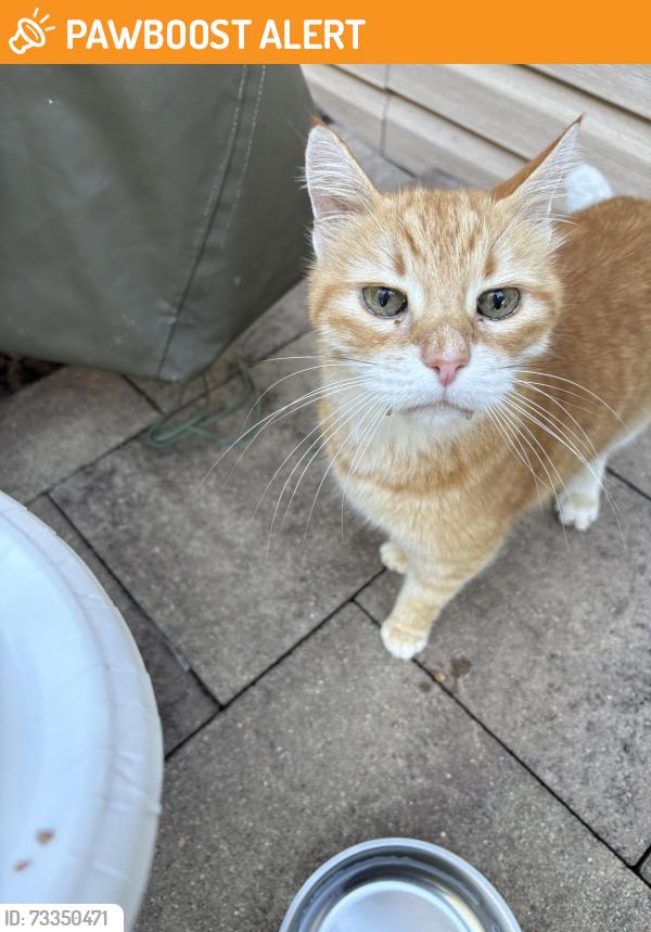 Found/Stray Unknown Cat last seen Pine tree, Upper Allen Township, PA 17055