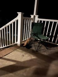 Found/Stray Unknown Cat last seen S. Rogers rd Lizella ga., Lizella, GA 31052
