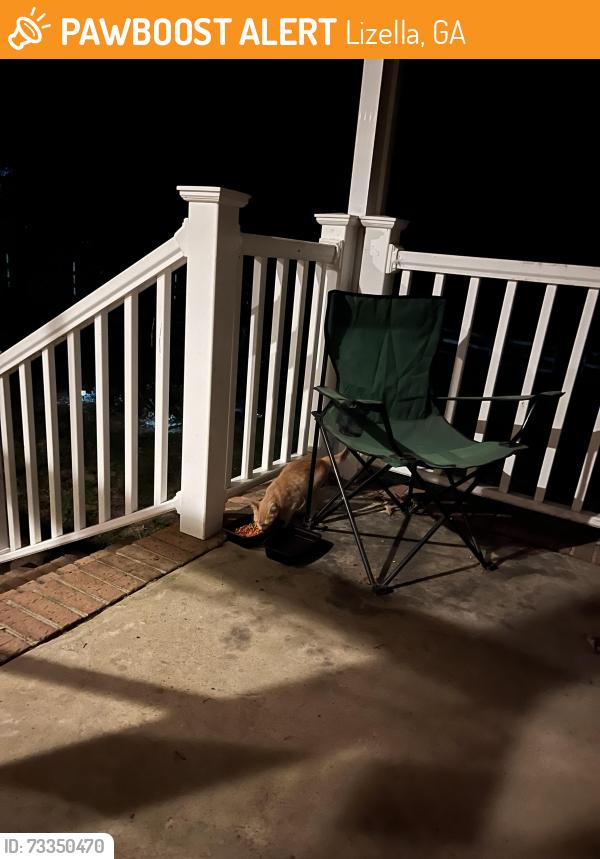 Found/Stray Unknown Cat last seen S. Rogers rd Lizella ga., Lizella, GA 31052