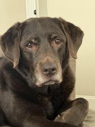 Reunited Female Dog last seen Lover’s & Dickens Avenue, University Park, TX 75205
