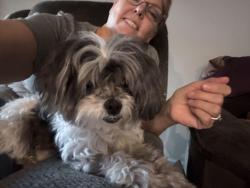 Found/Stray Female Dog last seen 101st south and Evan’s Road, Broken Arrow, OK 74014