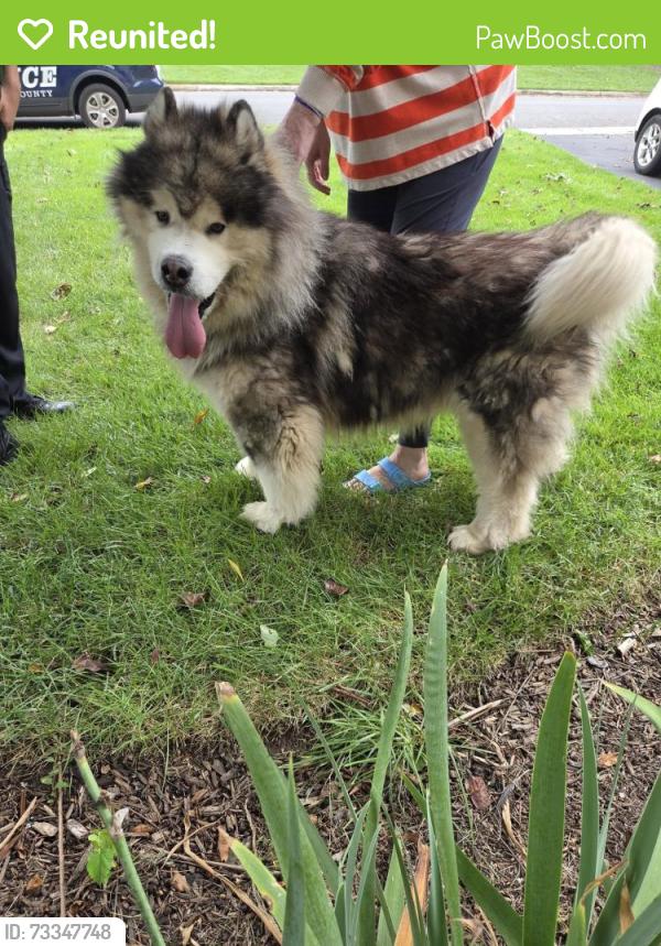 Reunited Unknown Dog last seen morningside woods pl, Woodburn, VA 22031