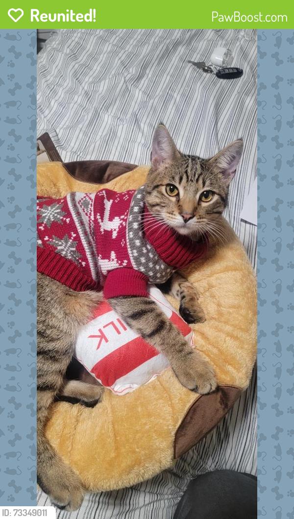 Reunited Male Cat last seen Near S 5th st, San Jose, CA 95112