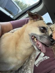 Reunited Male Dog last seen area of State Route 132 & E Concord Road, Amelia, OH 45102