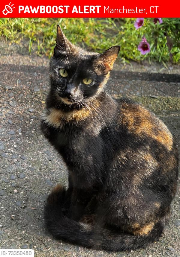 Lost Female Cat last seen Jensen and Parker Street, Manchester, CT 06042