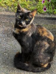 Lost Female Cat last seen Jensen and Parker Street, Manchester, CT 06042