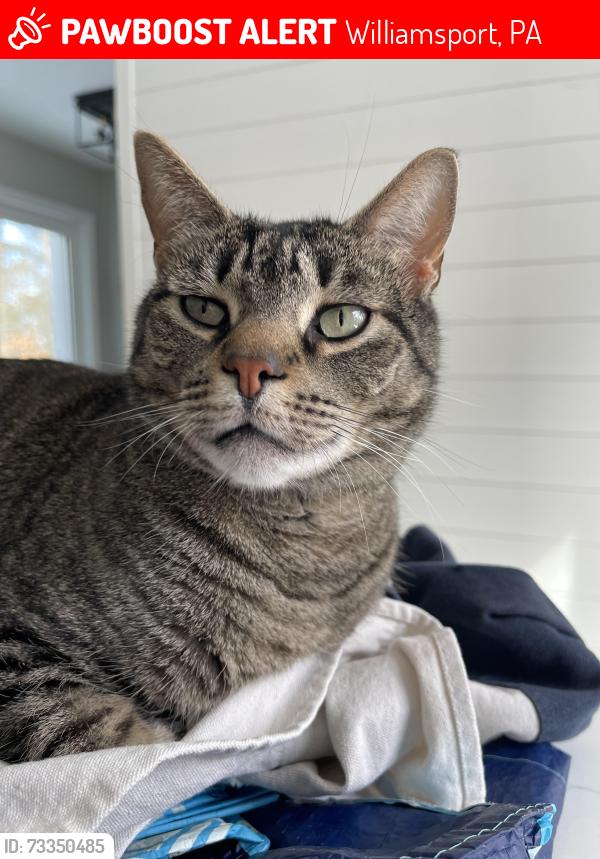 Lost Male Cat last seen Lose ave, Williamsport, PA 17701