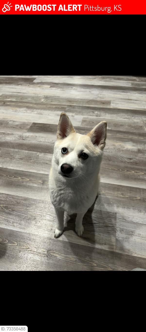 Lost Female Dog last seen S olive st & S broadway st, Pittsburg, KS 66762