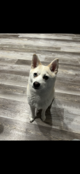 Lost Female Dog last seen S olive st & S broadway st, Pittsburg, KS 66762
