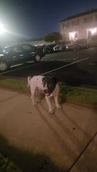 Found/Stray Male Dog last seen Inside gated community, Lexington Square s, Conley, GA 30288