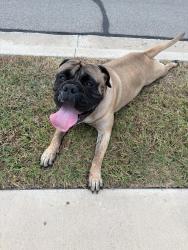 Found/Stray Female Dog last seen Slocum and Palafox 76655, Hurst, TX 76054