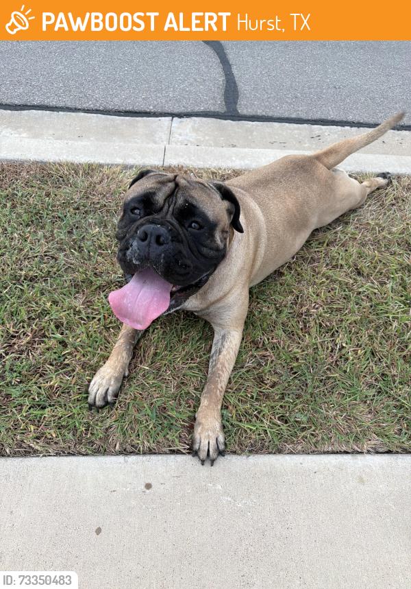Found/Stray Female Dog last seen Slocum and Palafox 76655, Hurst, TX 76054