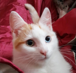 Lost Male Cat last seen Erdington, West Midlands, England B23 6JY