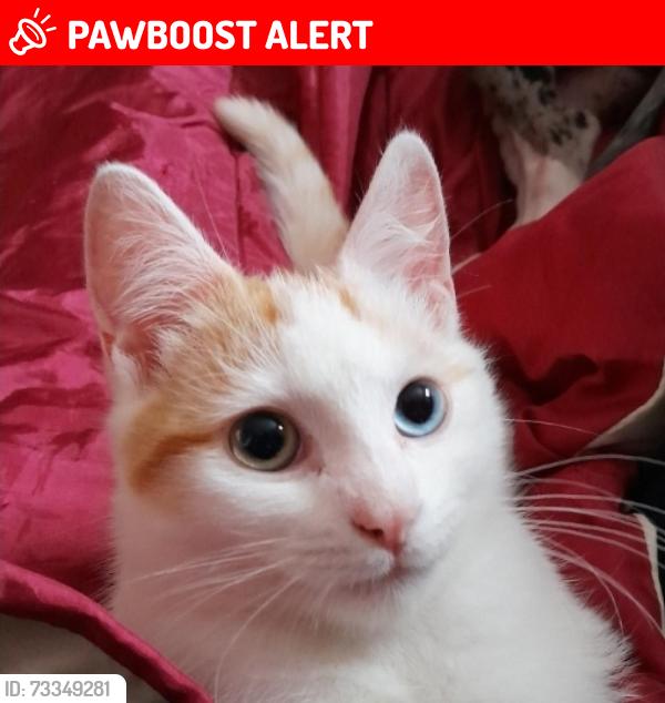 Lost Male Cat last seen Erdington, West Midlands, England B23 6JY