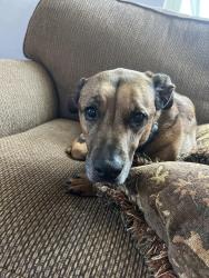 Reunited Male Dog last seen Nw 122st St. okc, Oklahoma City, OK 73142