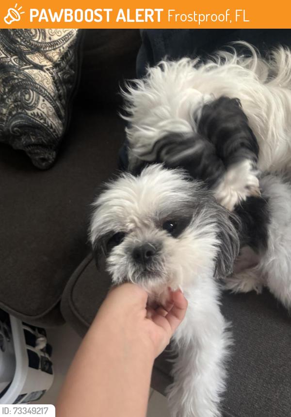 Found/Stray Male Dog last seen near apmts, Frostproof, FL 33843