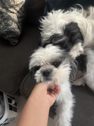 Found/Stray Male Dog last seen near apmts, Frostproof, FL 33843