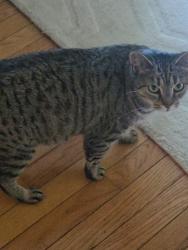 Lost Female Cat last seen Hunting Park ,Hunting Park station ,Prince hall grand lodge, Philadelphia, PA 19140