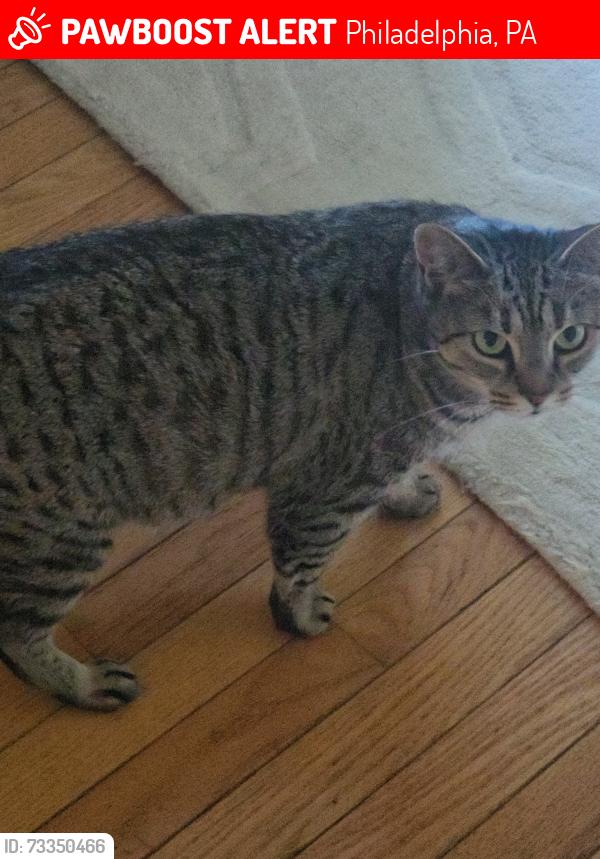 Lost Female Cat last seen Hunting Park ,Hunting Park station ,Prince hall grand lodge, Philadelphia, PA 19140