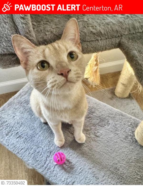 Lost Female Cat last seen Near Bliss and Sun Meadows Loop, Centerton, AR 72719