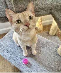 Lost Female Cat last seen Near Bliss and Sun Meadows Loop, Centerton, AR 72719