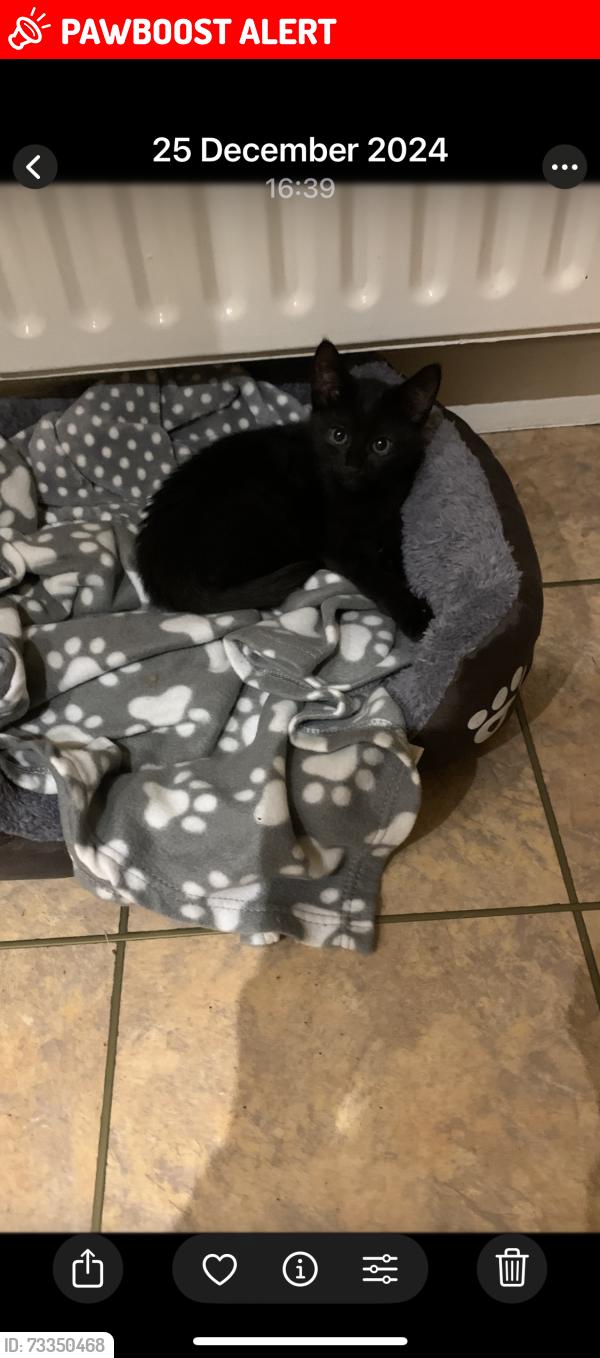 Lost Female Cat last seen Worcester rd, Hagley, DY9, Clent, England DY9 0HU